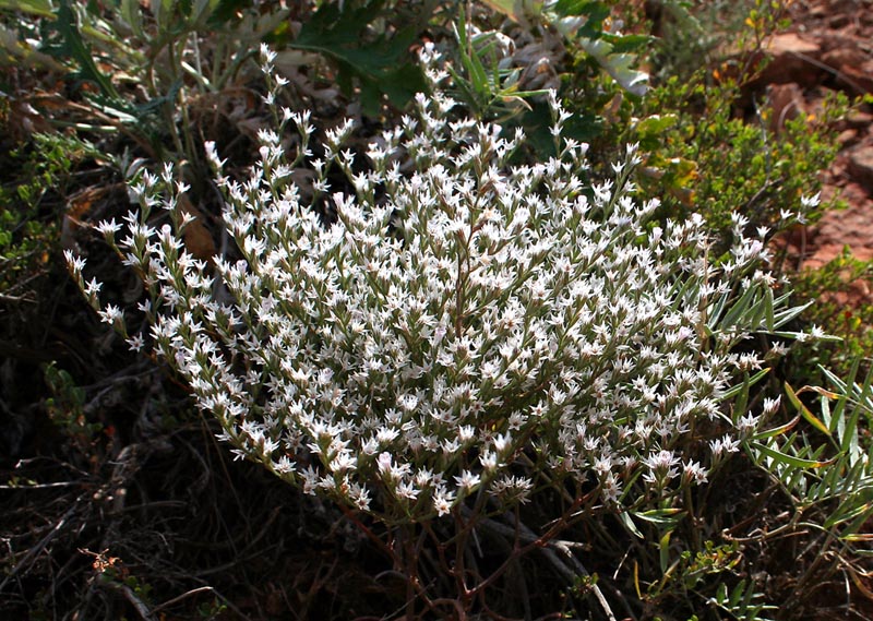 Изображение особи Goniolimon rubellum.