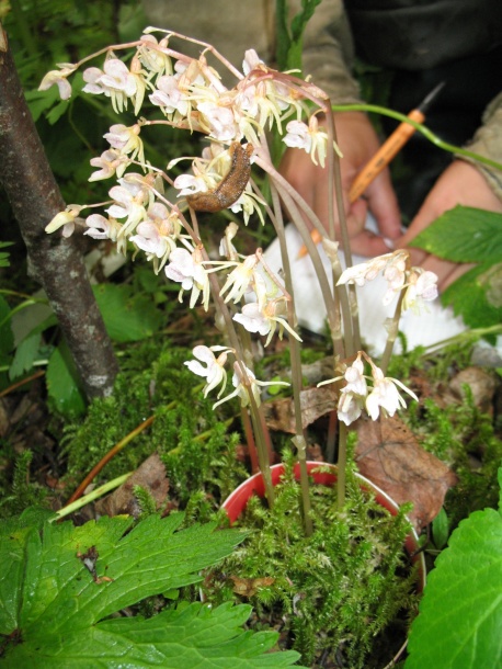 Image of Epipogium aphyllum specimen.