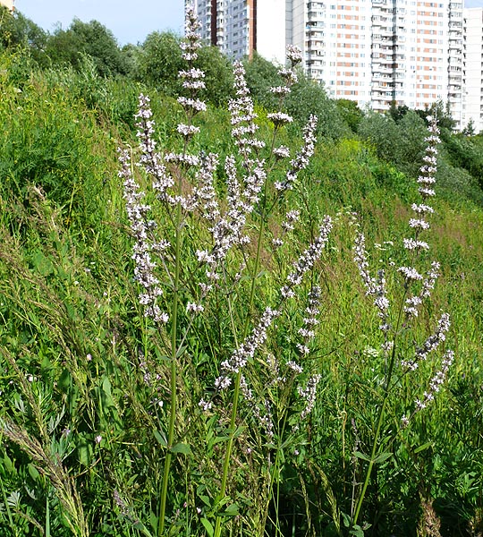 Image of Nepeta nuda specimen.