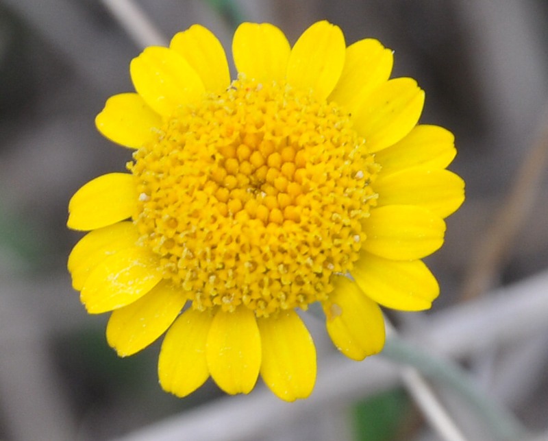 Изображение особи Anthemis tinctoria.