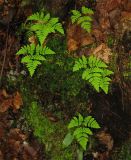 Gymnocarpium dryopteris