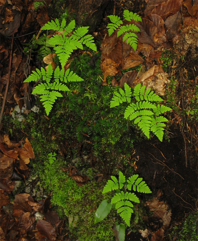 Изображение особи Gymnocarpium dryopteris.