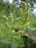 Persicaria scabra. Верхушка растения с соцветиями. Архангельская обл., Вельский р-н, у свалки. 8 августа 2009 г.