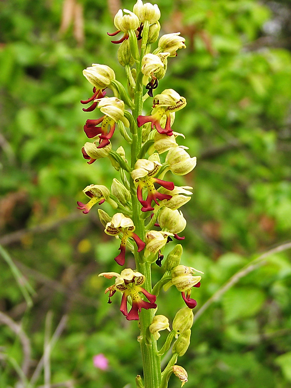 Image of Orchis × wulffiana specimen.