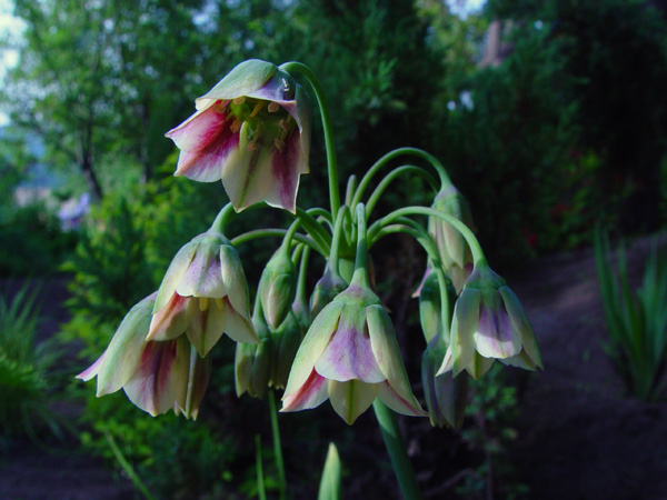 Image of Nectaroscordum siculum specimen.