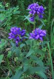 Campanula glomerata