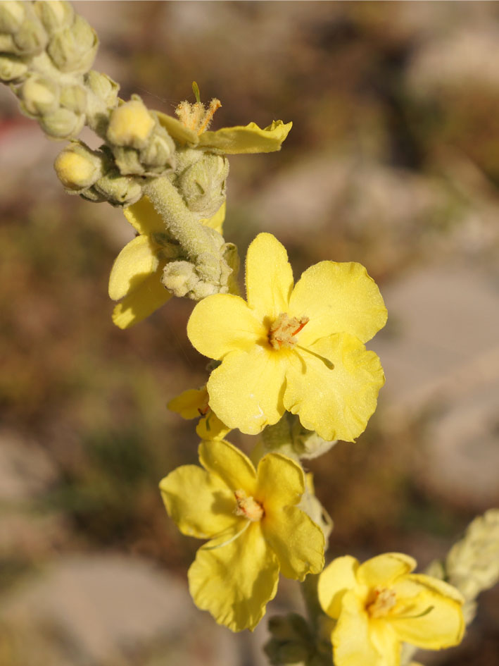 Image of Verbascum songaricum specimen.