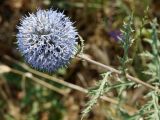 Echinops chantavicus. Соцветие. Кыргызстан, Чуйская обл., предгорье, луг перед склоном восточнее с. Орто-Сай. 27.06.2015.