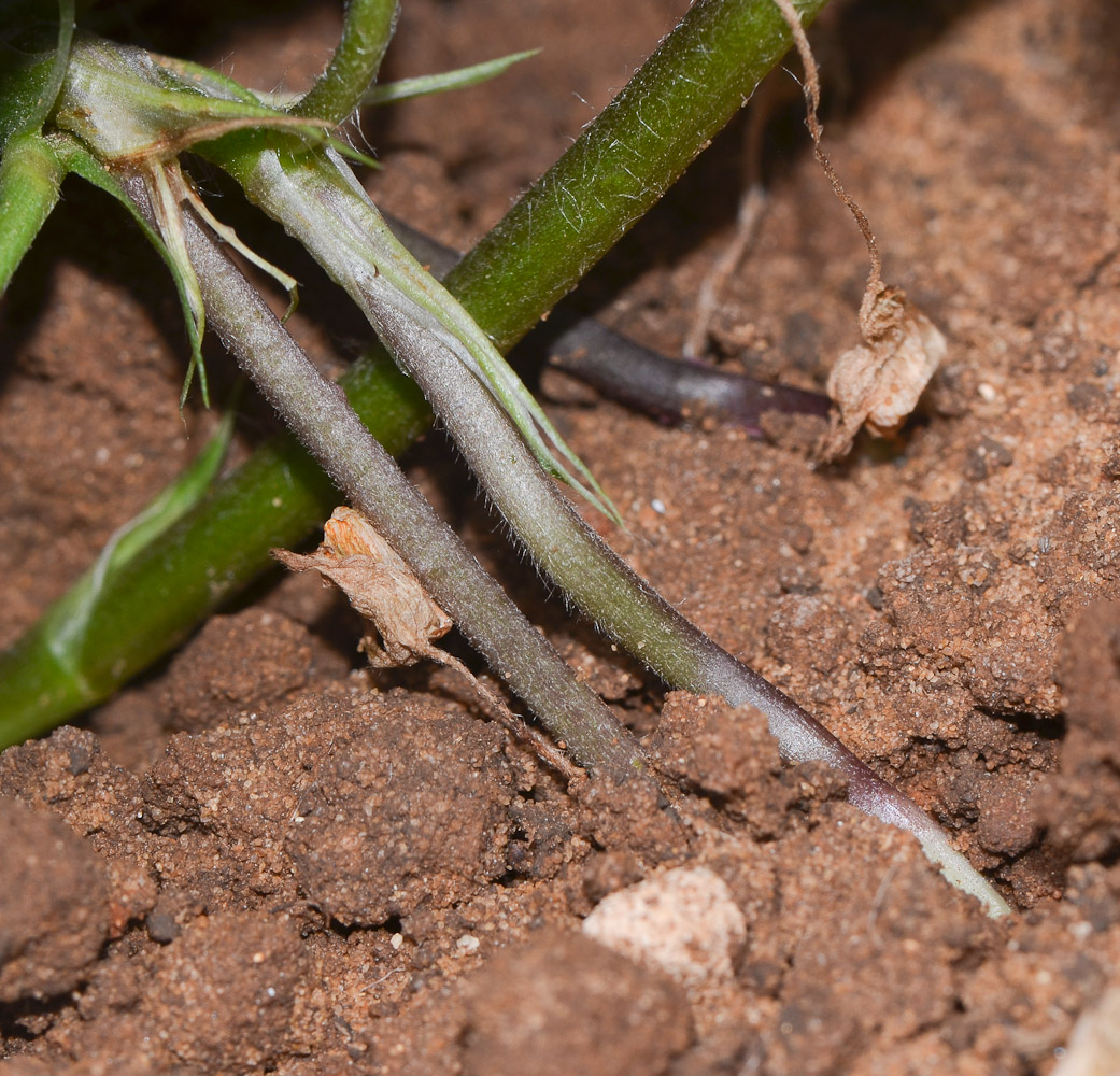 Image of Arachis hypogaea specimen.