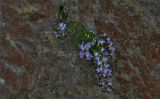 Campanula mirabilis. Цветущее растение. Абхазия, горный хребет Авадхара, ю-з скалистое обнажение. 13.09.2014.