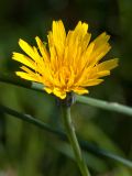 Hypochaeris radicata. Соцветие. Ленинградская обл., Всеволожский р-н, окр. пос. Медовое, выкашиваемая лужайка на опушке березняка на склоне холма. 24.08.2015.