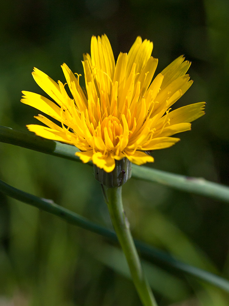 Изображение особи Hypochaeris radicata.