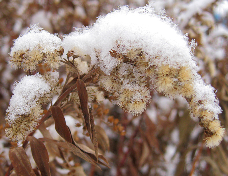 Image of Solidago canadensis specimen.