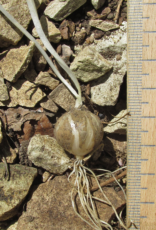 Image of Nectaroscordum bulgaricum specimen.