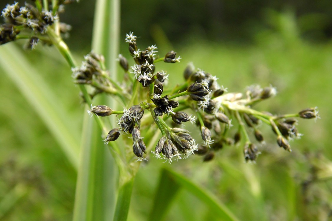 Изображение особи Scirpus sylvaticus.