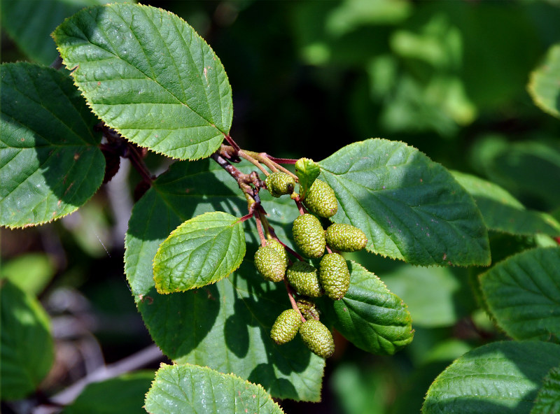 Изображение особи Duschekia fruticosa.