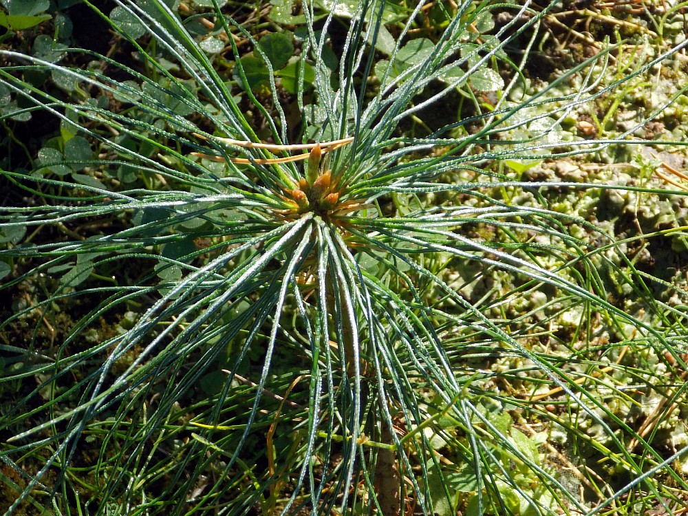 Image of Pinus wallichiana specimen.