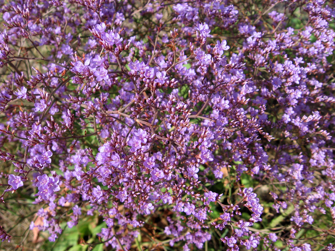 Изображение особи Limonium scoparium.