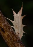 Acanthus mollis