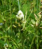 Astragalus hamosus