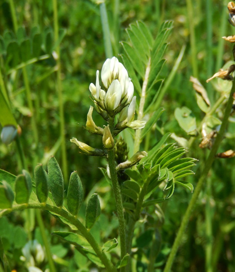 Изображение особи Astragalus hamosus.