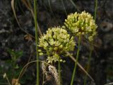 Allium eriocoleum