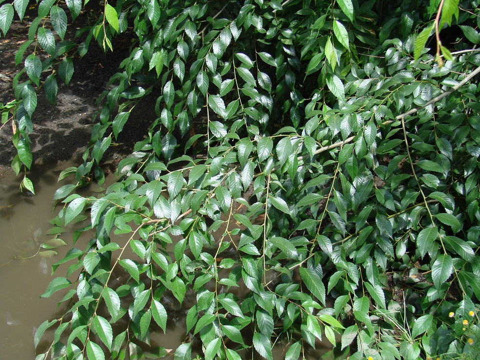 Image of Ulmus pumila specimen.