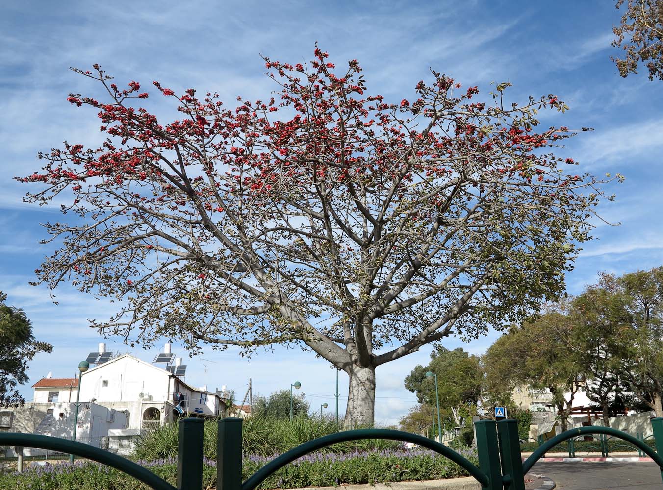 Image of Bombax ceiba specimen.