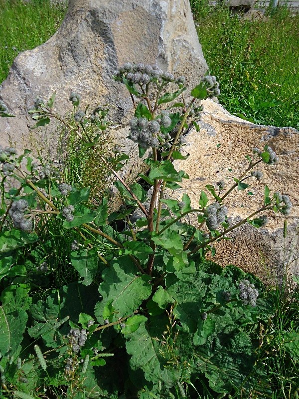 Изображение особи Arctium tomentosum.