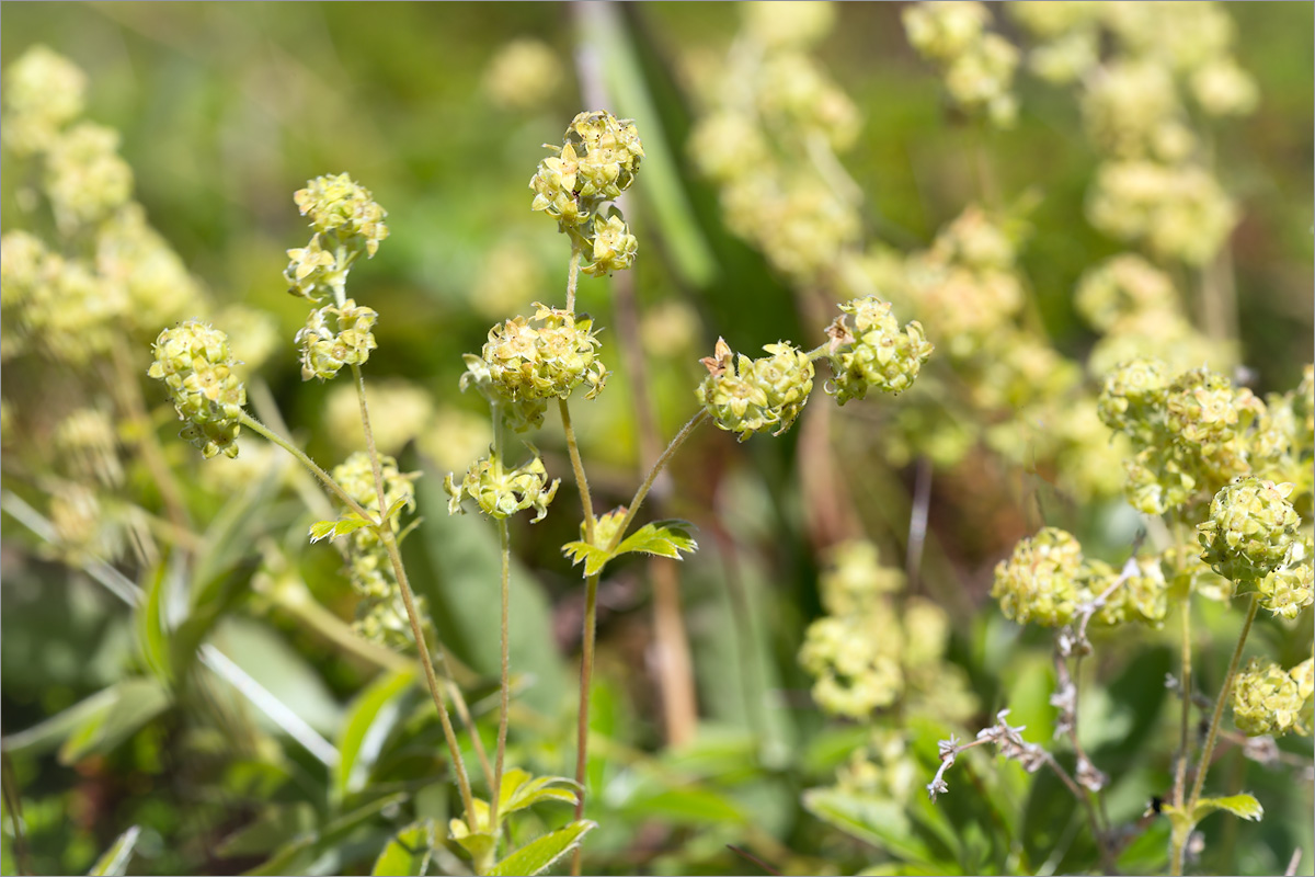 Изображение особи Alchemilla alpina.