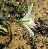 Pancratium sickenbergeri