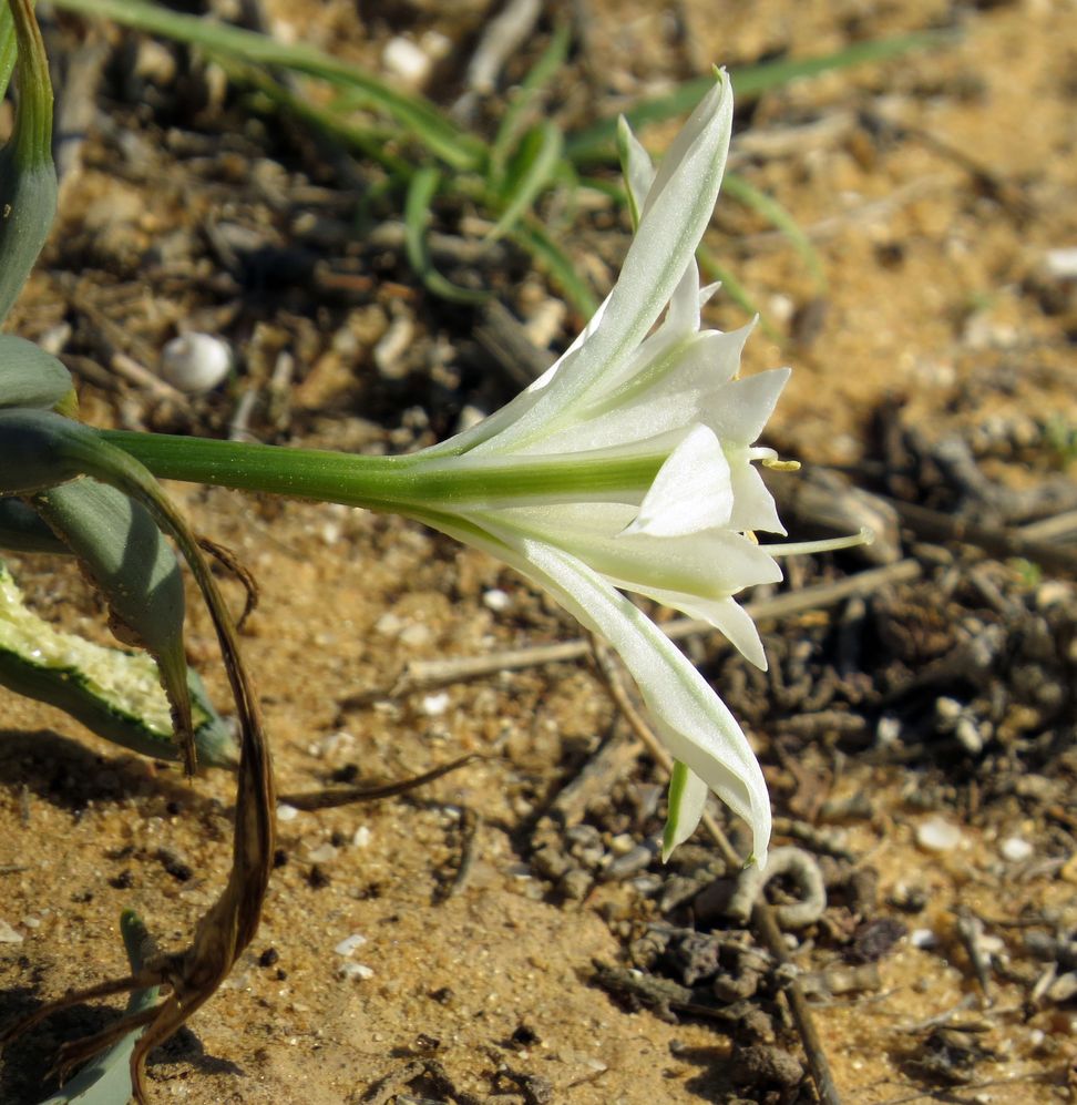 Изображение особи Pancratium sickenbergeri.