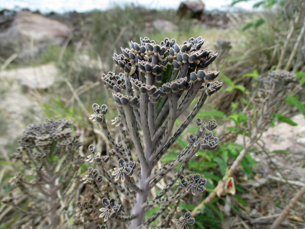 Image of Kalanchoe tubiflora specimen.