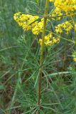 Galium verum. Часть побега. Челябинская обл., окр. г. Челябинск, Золотая горка, разнотравная поляна в берёзовом лесу. 30.06.2014.