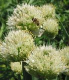 Allium fistulosum