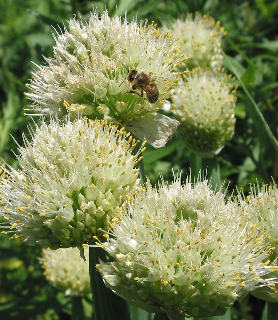 Изображение особи Allium fistulosum.