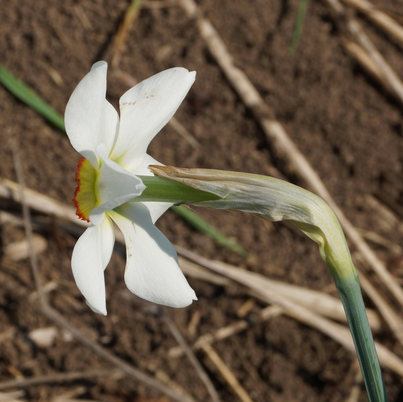 Изображение особи Narcissus poeticus.