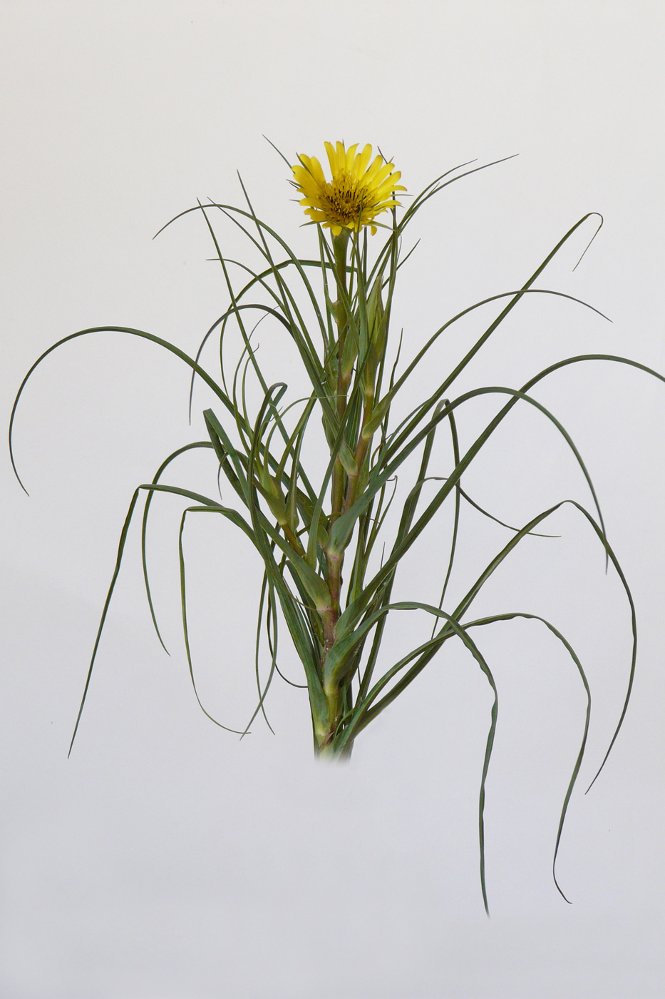 Изображение особи род Tragopogon.