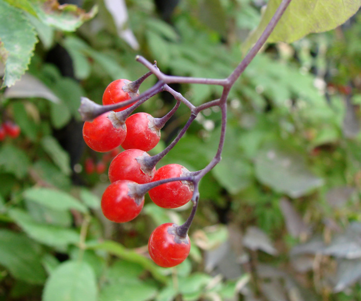 Image of Solanum kitagawae specimen.