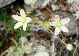 Saxifraga spinulosa. Цветки. Якутия (Саха), окр. пос. Чульман, руч. Локучакит. 20.07.2012.