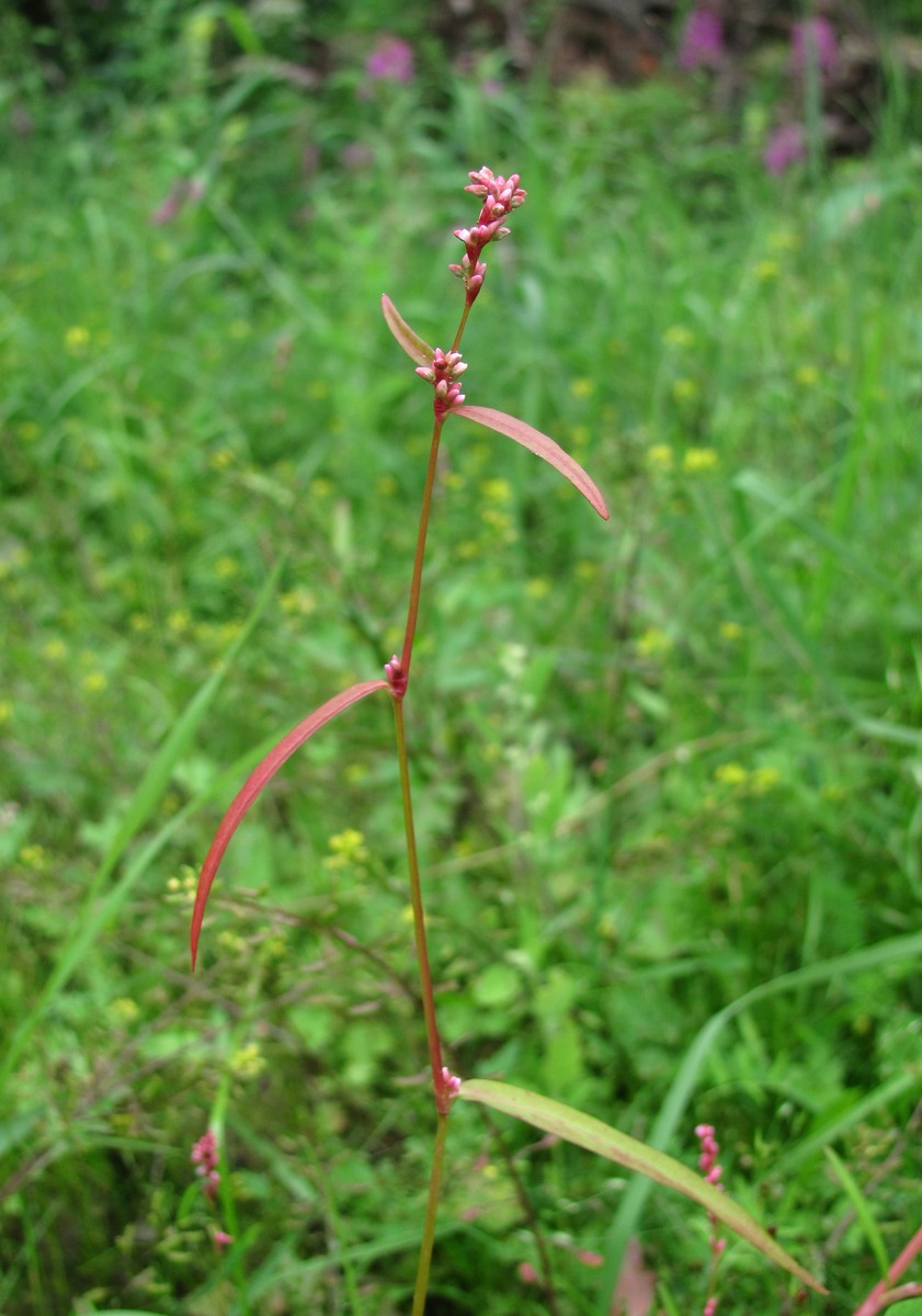 Изображение особи Persicaria minor.