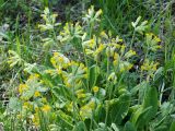 Primula veris. Цветущие растения. Ленинградская обл., Волховский р-н, берег р. Волхов на въезде в Новую Ладогу. 19.05.2014.