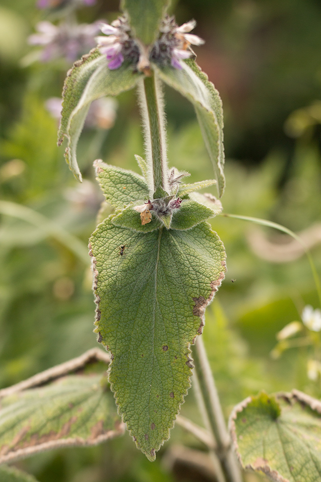 Image of Stachys balansae specimen.