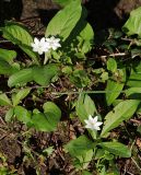 Trientalis europaea