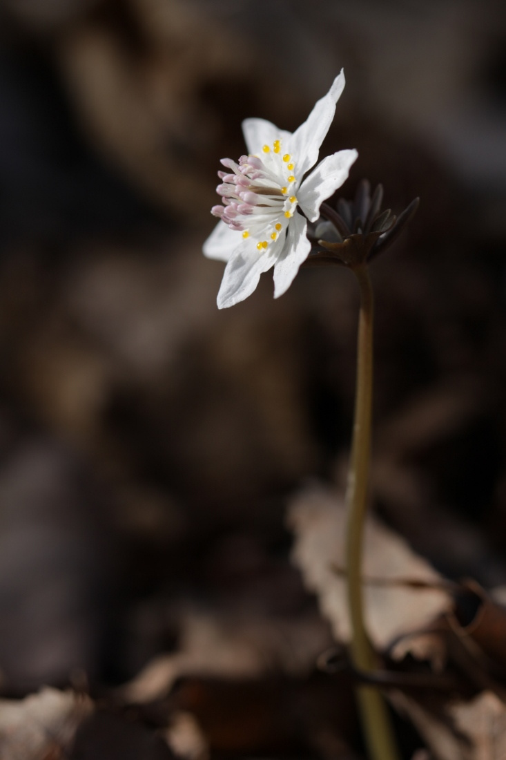 Изображение особи Eranthis stellata.