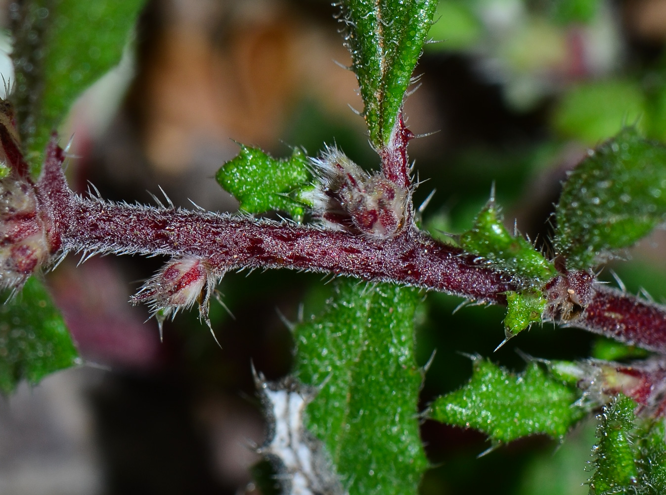 Изображение особи Forsskaolea angustifolia.