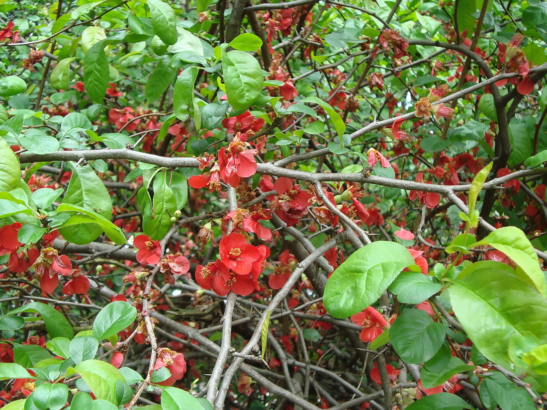 Image of Chaenomeles speciosa specimen.