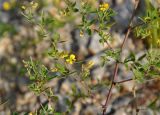 Melilotoides schischkinii. Часть побега с соцветиями. Приморье, окр. г. Находка, гора Брат, каменистый склон. 12.08.2015.