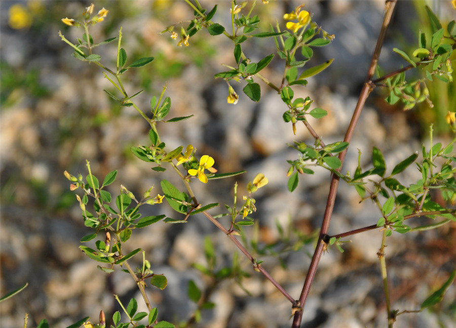 Image of Melilotoides schischkinii specimen.