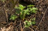 Potentilla heidenreichii. Растение в начале вегетации. Свердловская обл., высокий левый берег р. Исеть ниже дер. Бекленищева (порог Ревун), скальные обнажения за порогом. 16 апреля 2016 г.